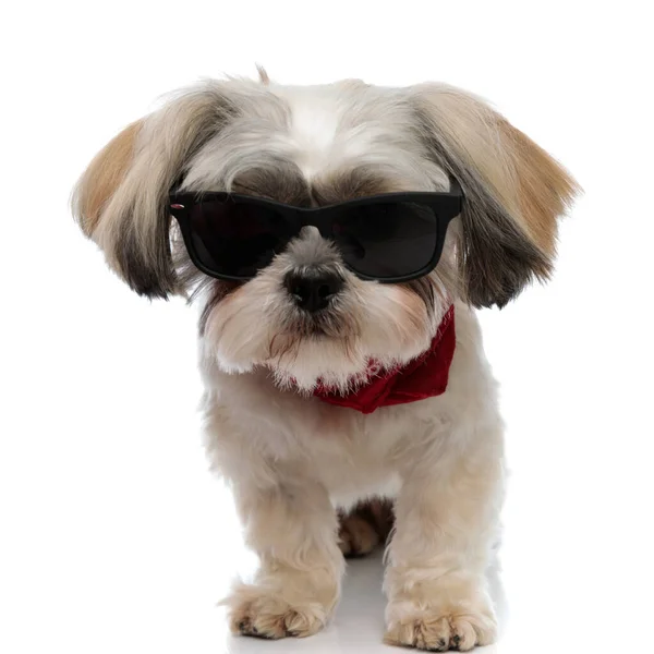 Wściekły Szczeniak Shih Tzu Nosi Okulary Przeciwsłoneczne Bandanę Podczas Spaceru — Zdjęcie stockowe