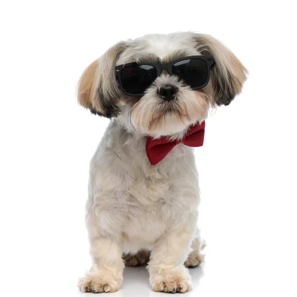 刚硬的石子小狗 戴着领带和太阳镜 坐在白色的工作室背景上向前看 — 图库照片
