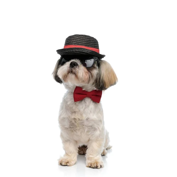 Mysterieuze Shih Tzu Puppy Met Vlinderdas Zonnebril Hoed Nieuwsgierig Weg — Stockfoto