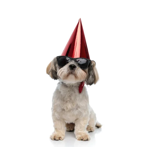Chill Shih Tzu Cachorro Con Corbata Gafas Sol Sombrero Fiesta —  Fotos de Stock