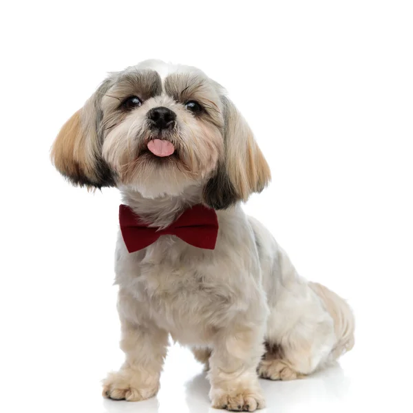 Adorable Shih Tzu Puppy Sticking Its Tongue Out Wearing Bowtie — Stock Photo, Image