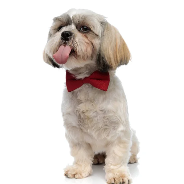 可爱的石子犬伸出舌头 头戴领带 坐在白色摄影棚的背景上 — 图库照片