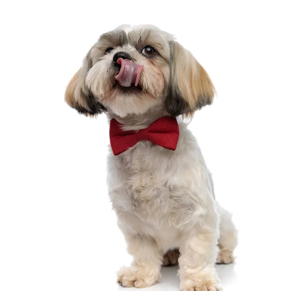 Encantador Shih Tzu Cachorro Usando Bowtie Mendicidad Lamiendo Nariz Mientras —  Fotos de Stock