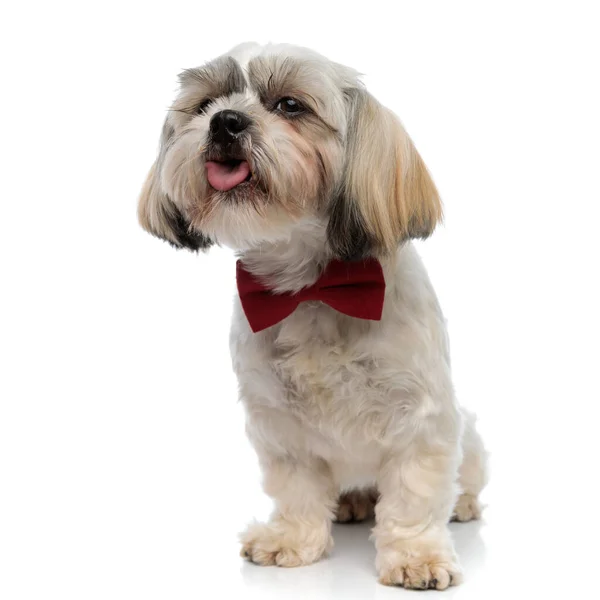 Silly Shih Tzu Puppy Wearing Bowtie Panting While Sitting White — Stock Photo, Image