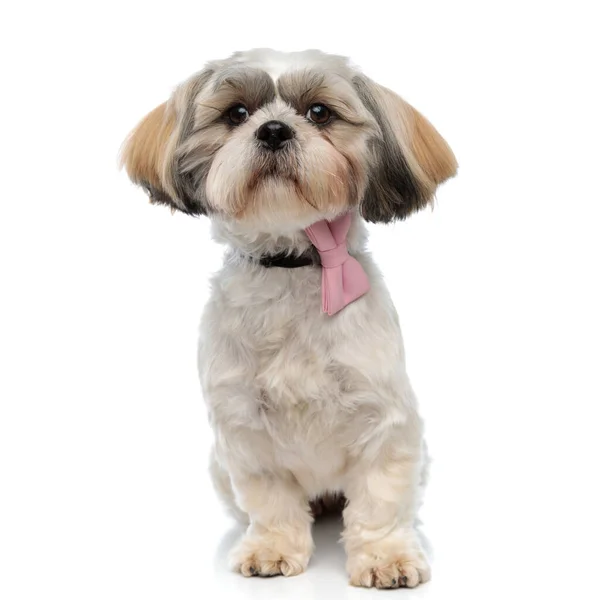 Confiante Shih Tzu Cachorro Vestindo Bowtie Olhando Para Frente Enquanto — Fotografia de Stock