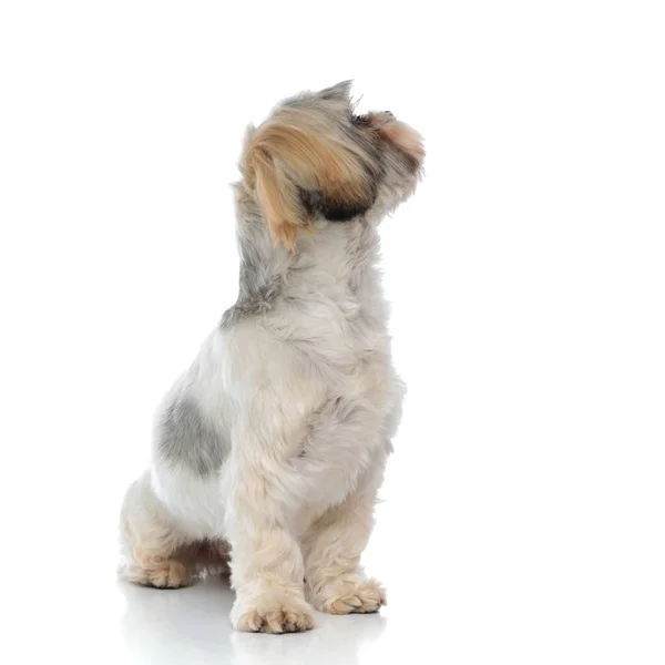 Curious Shih Tzu Puppy Looking His Shoulder While Sitting White — Stock Photo, Image