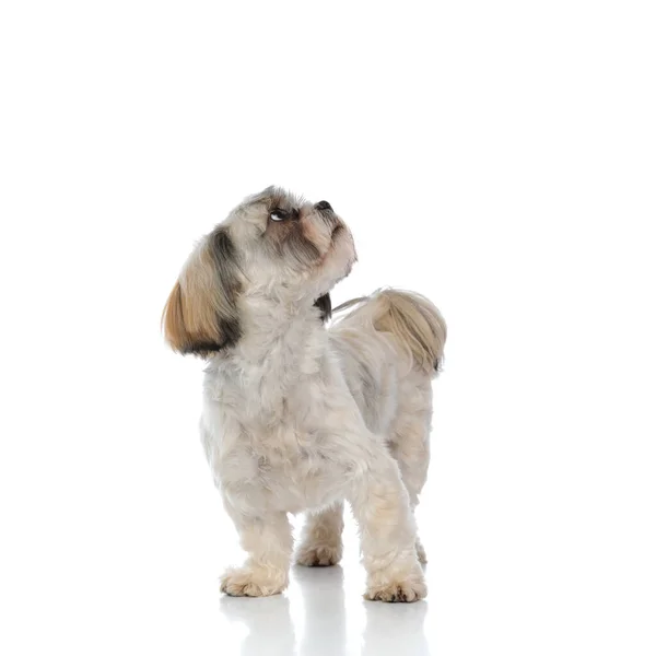 Bang Shih Tzu Puppy Opkijken Terwijl Staan Witte Studio Achtergrond — Stockfoto