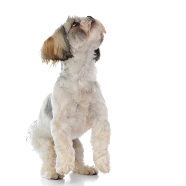 Nieuwsgierige Shih Tzu Puppy Zoek Omhoog Springen Witte Studio Achtergrond — Stockfoto