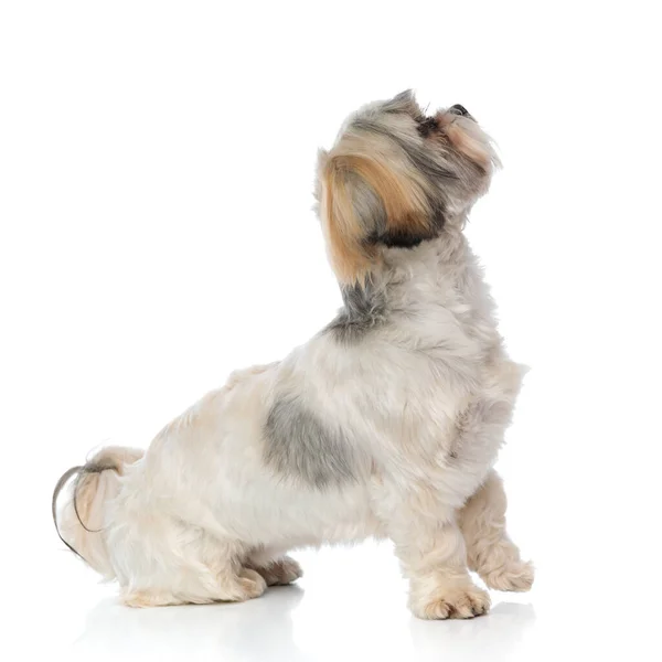 Side View Dutiful Shih Tzu Puppy Waiting While Sitting White — Stock Photo, Image