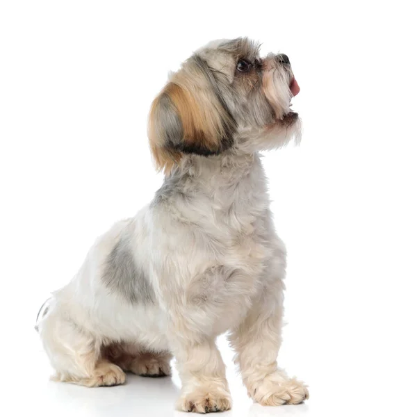 白いスタジオの背景に座っている間に潮吹き子犬のパンティングの側面図 — ストック写真
