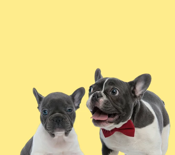 Cute Baby French Bulldog Dog Sitting Looking Camera Next Big — Stock Photo, Image