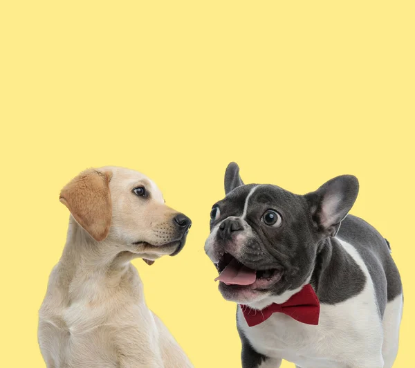 可愛いラブラドール検索犬は脇を見てフランスのブルドッグを身に着けています赤い蝶ネクタイと黄色の背景に幸せを喘ぐ — ストック写真