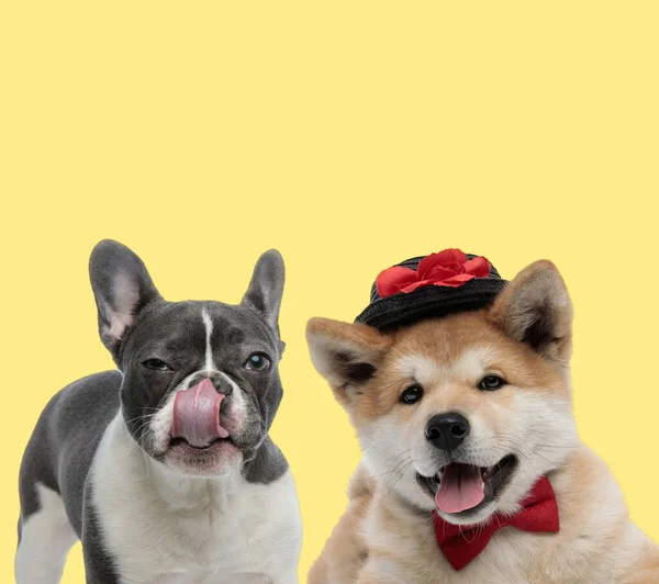 Cute French Bulldog Dog Licking Nose Next Elegant Akita Inu — Stock Photo, Image