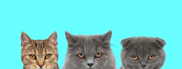 Metis Cat British Longhair Cat Scottish Fold Cat Staan Zij — Stockfoto