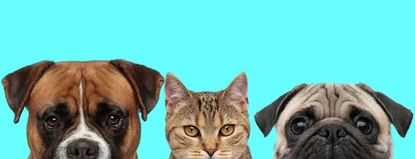 Boxerhund Metis Katze Und Mops Stehen Schlange Und Verbergen Ihr — Stockfoto
