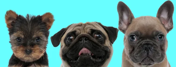 搞笑的帕格犬在严肃的石子犬和蓝色背景的法国斗牛犬犬之间做鬼脸 — 图库照片