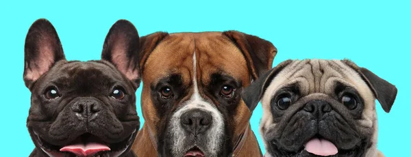Triste Boxer Cão Entre Feliz Cão Bulldog Francês Cão Pug — Fotografia de Stock