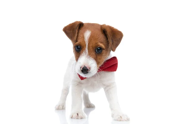 Bonito Jack Russell Terrier Cão Vestindo Bowtie Vermelho Contra Fundo — Fotografia de Stock