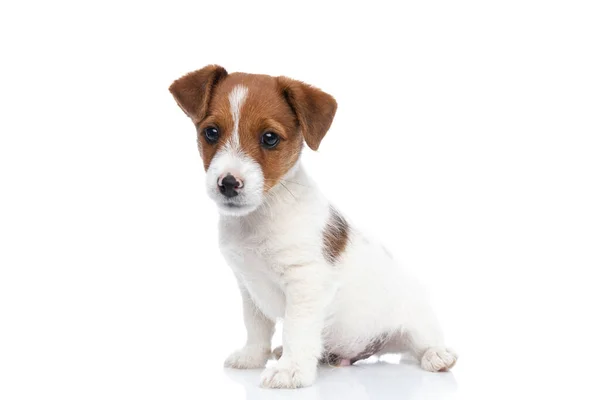 赤ちゃんジャック ラッセルテリア犬彼の体一つの方法で座っていると白の背景に対する他の方法を見て — ストック写真