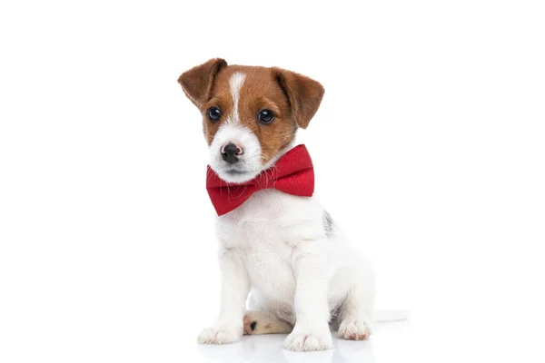 Jack Russell Terrier Dog Sitting Being Overly Cute Red Bowtie — Stock Photo, Image