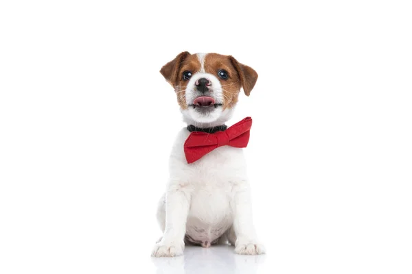 Bedårande Ivrig Jack Russell Terrier Hund Väntar Att Äta Något — Stockfoto