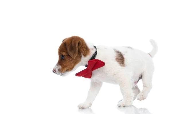 一只可爱的小杰克 罗斯塞尔宠物狗走到一边 白底上戴着一条红色的领带 侧面看 — 图库照片