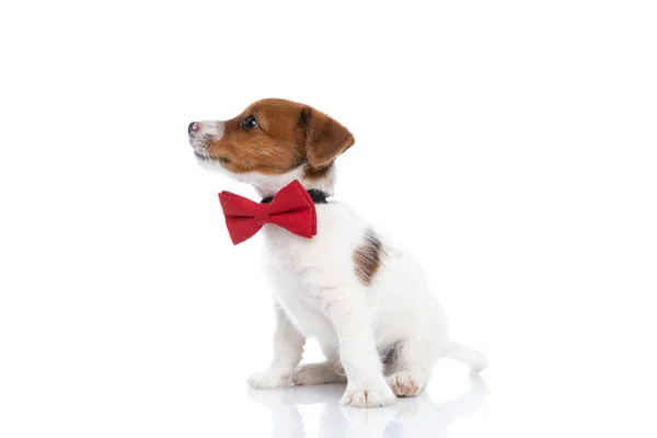 Vista Lateral Adorável Pequeno Jack Russell Terrier Cão Olhando Para — Fotografia de Stock