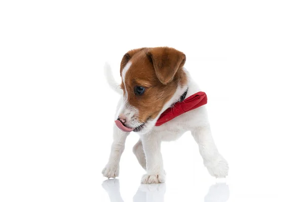 Söt Hungrig Jack Russell Terrier Hund Lutar Sig Sidan Slickar — Stockfoto