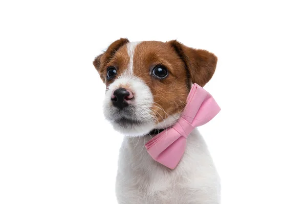 Närbild Vacker Jack Russell Terrier Hund Drömmer Något Bär Rosa — Stockfoto