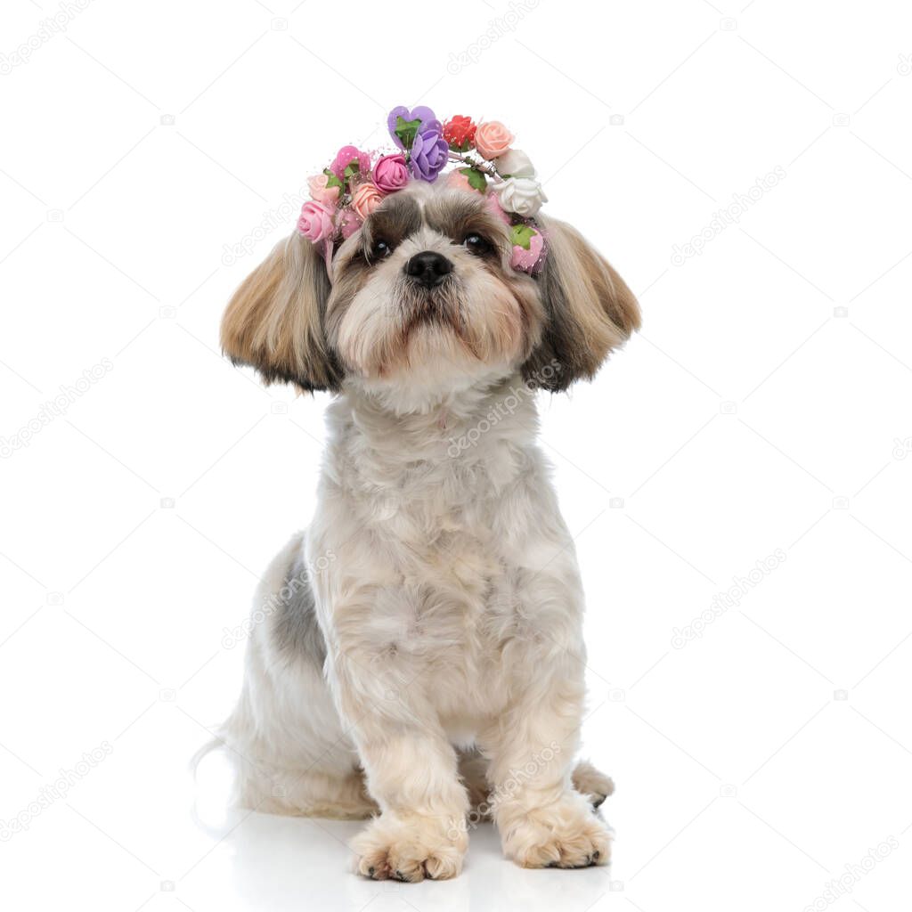 Lovely Shih Tzu puppy wearing flower crown while sitting on white studio background