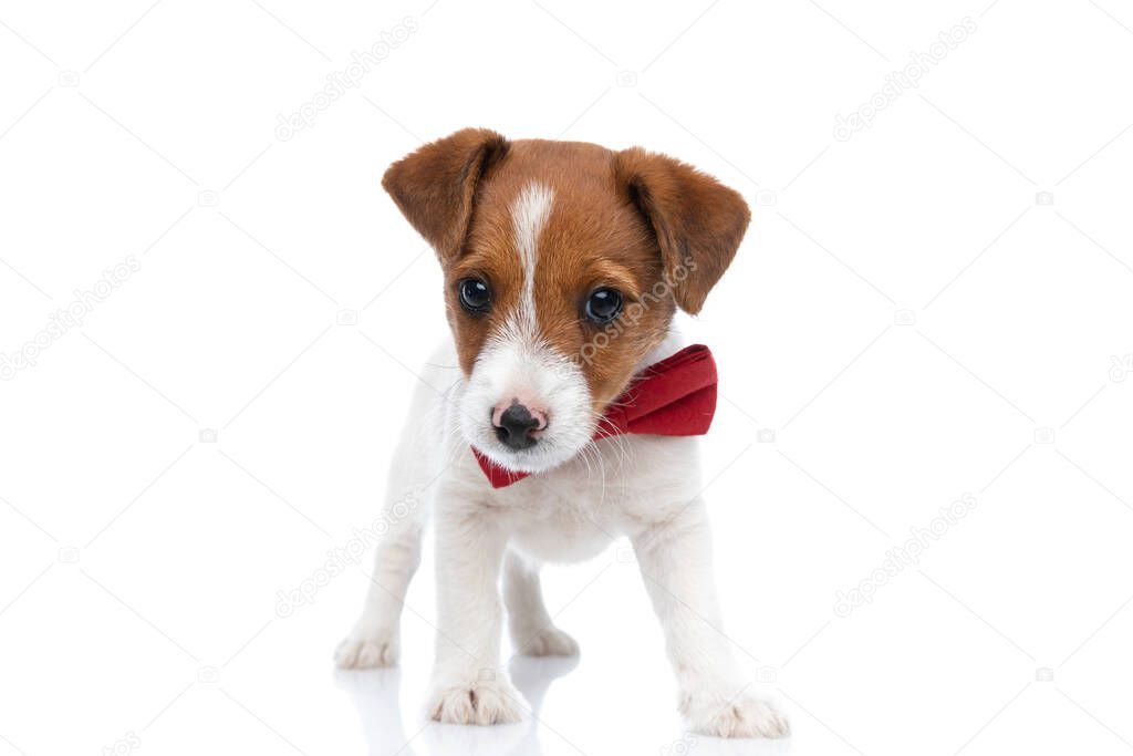cute jack russell terrier dog wearing a red bowtie, standing against white background