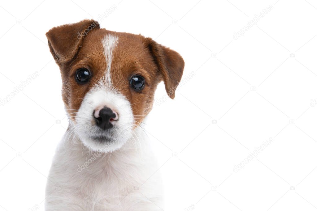 close up on a jack russell terrier dog with a very cute expression on his face is looking at the camera, sitting against white background
