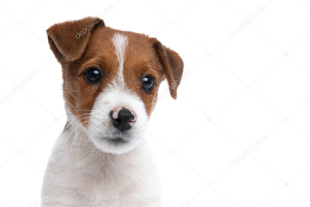 close up on a beautiful jack russell terrier dog with big shiny eyes and white-brown fur sitting against white background and looking away