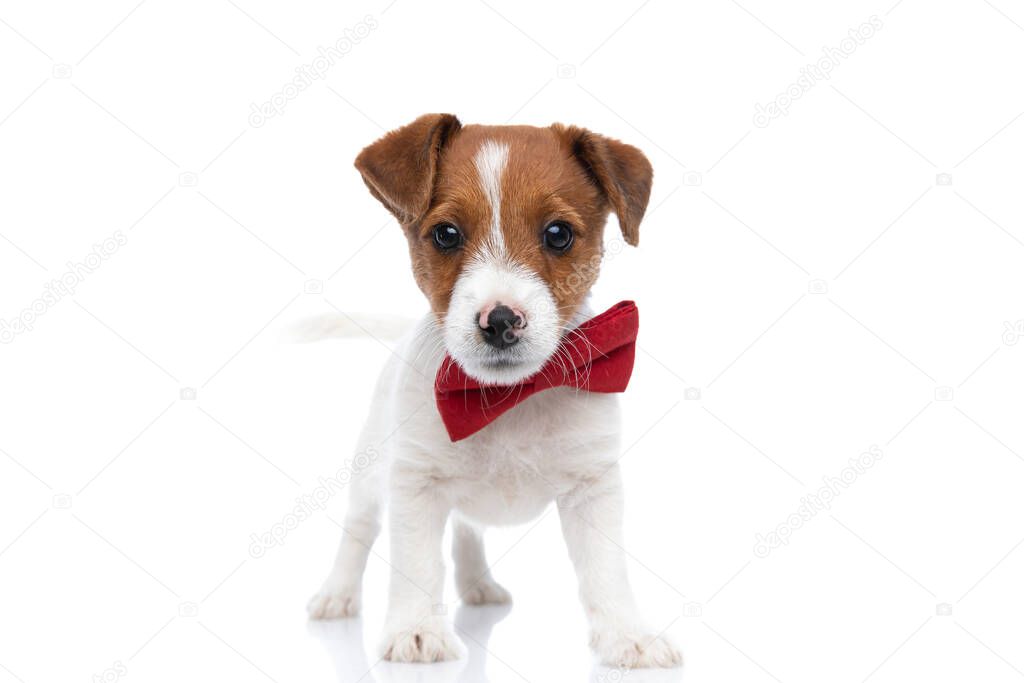 little jack russell terrier dog waving his tail, wearing a red bowtie and standing against white background