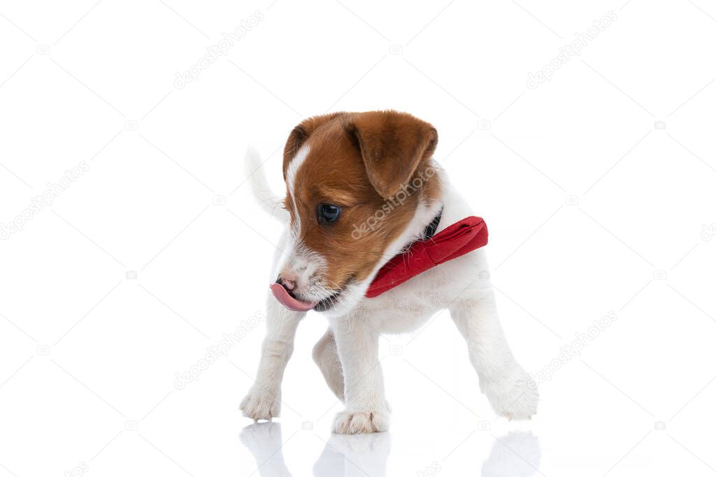 cute hungry jack russell terrier dog leaning to a side, licking his nose and wearing a red bowtie on white background