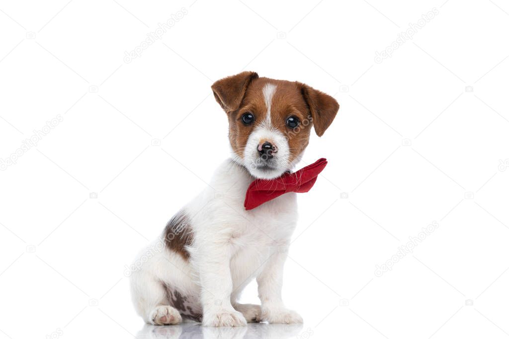 small jack russell terrier dog sitting with his body to a side and looking at the camera, wearing a red bowtie on white background