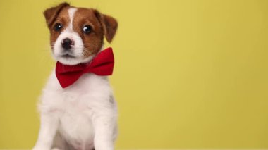 Şirin Jack Russell Terrier köpeği sağa sola bakıyor, kırmızı papyon takıyor ve sarı arka planda oturuyor.