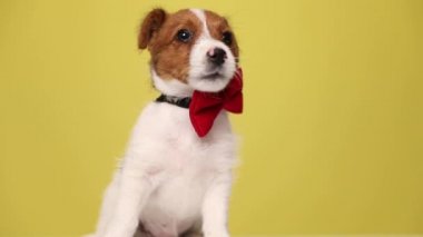 Küçük Jack Russell Terrier köpeği sıkılıyor, kırmızı papyon takıyor ve sarı arka plana doğru gidiyor.