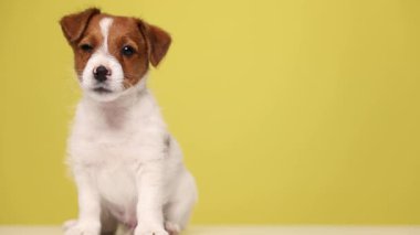 Tatlı Jack Russell Terrier köpeği kameraya bakıyor, yana doğru yürüyor ve sarı arka plana doğru gidiyor.
