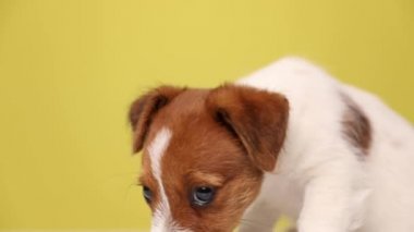 Sevimli Jack Russell Terrier köpeği etrafı kokluyor ve sarı arka planda oturuyor.