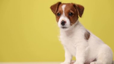 Sevimli Jack Russell Terrier köpeği, bir tarafta vücudu ile oturuyor ve diğer tarafa bakıyor, kameraya doğru yürüyor, etrafı kokluyor ve sarı arka plana doğru gidiyor.