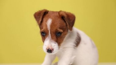 Küçük Jack Russell Terrier köpeği aşağı bakıyor, yana bakıyor, kameraya bakıyor ve sarı arka planda oturuyor.