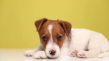 Küçük Jack Russell Terrier köpeği sarı arka planda uzanmış, kameraya bakıyor, başını patisinin üzerine yaslıyor, kafasını kaldırıp başka yöne bakıyor.