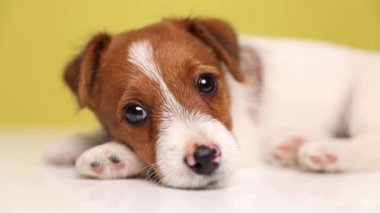 Genç bir Jack Russell Terrier köpeğine yaklaş başını patisinin üzerine yasla yavaşça gözlerini kapat ve sarı arka plana karşı uykulu ol.