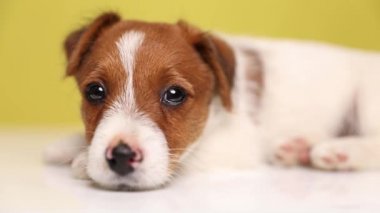Jack Russell Terrier 'ın bebeğine yaklaş. Yerde dinleniyor. Sarı arka planda büyük parlak gözlerle kameraya bakıyor.