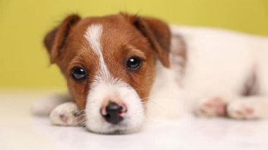 Jack Russell Terrier köpeğine yaklaş yan gözle bak, başını patisine koy, kameraya bak, uykulu gözlerini kapat ve uykuya dal.