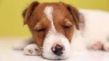 Uykulu bir Jack Russell Terrier köpeğine yaklaş gözlerini açıp kapayarak, başını sarıya doğru hareket ettir.