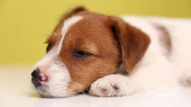 Güzel bir Jack Russell Terrier köpeğine yaklaş başını patisinin üzerine koyup, uyumamaya çalış ve kafasını sarı arka planda hareket ettir.