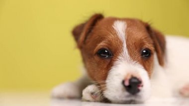 Sevimli bir Jack Russell Terrier köpeğine yaklaş. Uykulu gözlerle kameraya bak, yere uzan ve başını patisinin üzerine yasla, yavaşça gözlerini kapat ve aniden başını kaldır.
