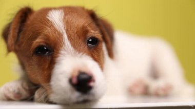 Küçük bir Jack Russell Terrier köpeğine yaklaş başını patisinin üzerine koy, yavaşça gözlerini kapat, uykuya dal ve sarı arka planda yorgunluk hisset.